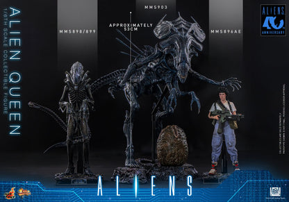 Hot Toys – MMS903 – Aliens: Alien Queen 1/6th scale Collectible Figure - Preorder